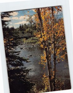 Postcard Birches at Finland State Forest in Northeastern Minnesota USA