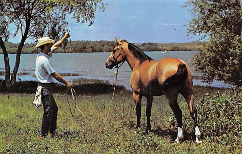 Dun Quartr Horse Fort Worth, Texas, USA Horse Unused 