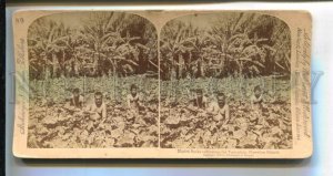 3143291 USA HAWAIJAN isl Native Bucks Taro plant STEREO PHOTO