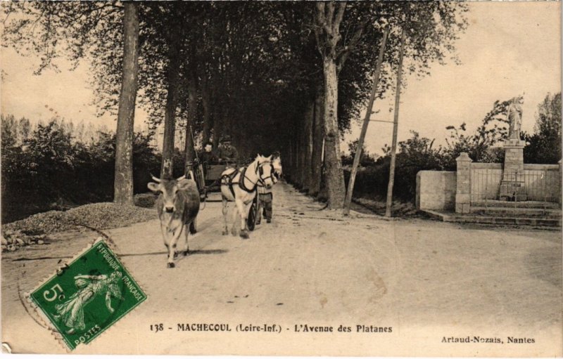 CPA Machecoul - L'Avenue des Platanes (988790)