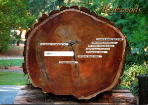 California Redwood National & State Parks Avenue Of The Giants Cross Section ...