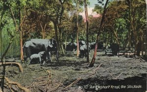 ceylon, An Elephant Kraal, The Stockade (1910s) Postcard