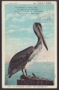 Pelican,St Petersburg,FL Postcard 