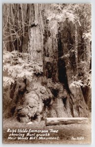 RPPC Ralph Waldo Emerson Tree Muir Woods Nat'l Monument CA By Zan Postcard B31