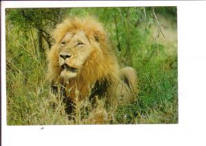 Lion, South Africa,