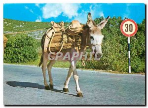 Modern Postcard Donkey Mule