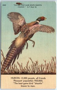 Postcard - Chinese ring neck pheasant - Huron, South Dakota