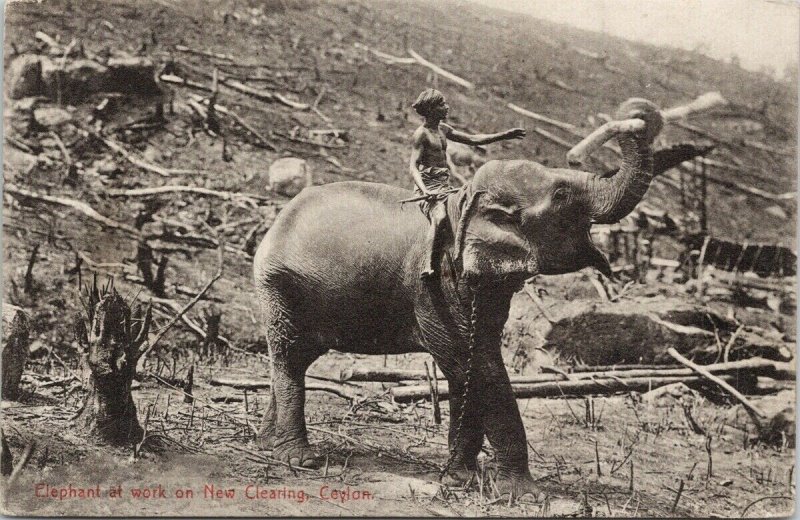 Ceylon Elephant Work on New Clearing Sri Lanka Postcard E71