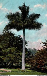 Florida Royal Palm Beautiful Specimen