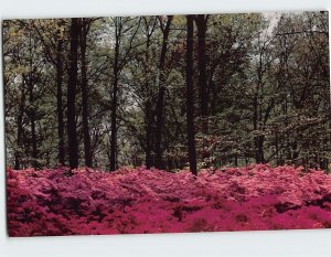 Postcard Brighton Dam Azalea Garden, Brookeville, Maryland