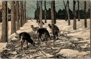 Deer Paddock at Jewell Nurseries Nursery Lake City MN c1911 Vintage Postcard B67