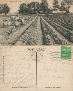 MAINE POTATO FARM 1945 VINTAGE POSTCARD