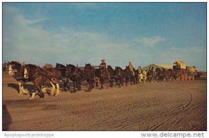 Canada 22 Clydesdales Percherons and Belgians Pulling Freight Wagon Western D...