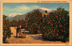 Picking Oranges Southern California CA Linen Postcard UNP VTG Curt Teich Unused 