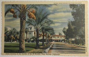 Date Trees EL MIRADOR Palm Springs, California c1940s Linen Vintage Postcard