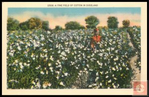 A Fine Field of Cotton in Dixieland