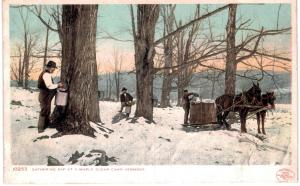Gathering Sap At Maple Sugar Camp Unused 1905 VT 