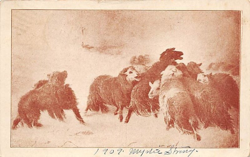 Sheep Sheep 1909 writing on front