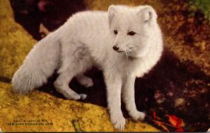 New York Zoological Park The Arctic Fox