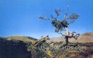 Triple Twist Tree - Craters of the Moon National Monument, Idaho ID  