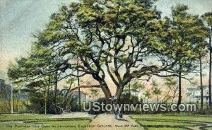 The Powhatan Live Oaks  - Norfolk, Virginia VA  