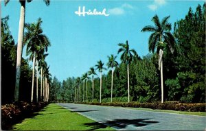 Florida Miami Hialeah Race Course Royal Palm Lined Entrance