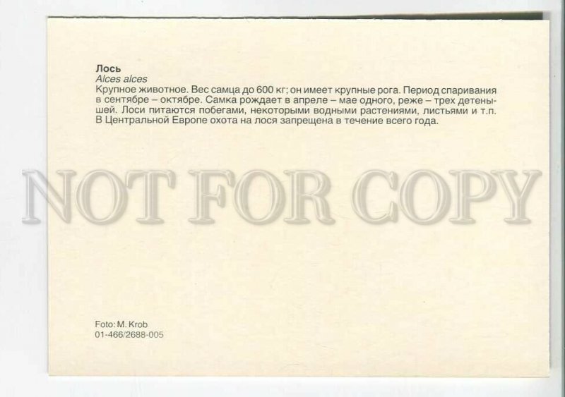 195570 Europe elk old postcard