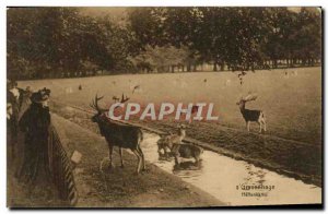Old Postcard Gravenhage Hertenkamp Zoo
