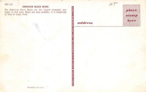 American Black Bears Bear Postcard