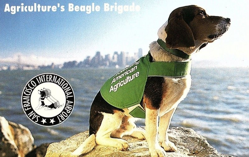 Agriculture's Beagle Brigade San Francisco CA. Postcard P121 