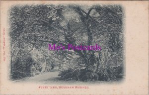 Buckinghamshire Postcard - Burnham Beeches, Jenny Lind Tree  RS38338