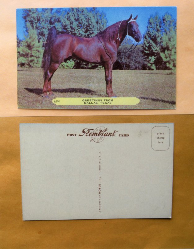 Five-Gaited American Saddle Horse Postcard Unused Greeting From Dallas, Texas