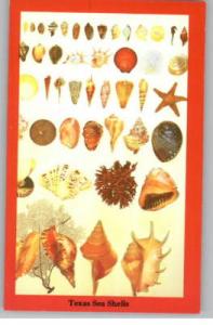 Postcard..Texas Seashells..TX Sea Shells