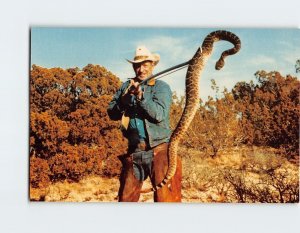 Postcard Cowboy capturing a Diamondback rattlesnake, Saga Of The American West