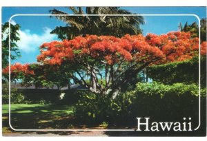 Flame Tree, Royal Poinciana, Hawaii, Vintage Chrome Postcard #1