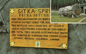 KITIMAT, B.C., Canada, 1950-60s; Sitka Spruce