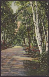 Birch Road,White Mountains,NH Postcard