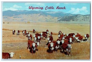 1964 Wyoming Cattle Ranch Young Herefords Fort Bridger Wyoming WY Postcard