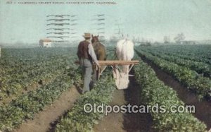 Celery Field Farming 1909 