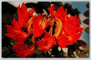 Postcard Hawaii African Tulip Flower