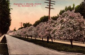 New York Rochester Oxford Street Magnolias In Blossom 1908