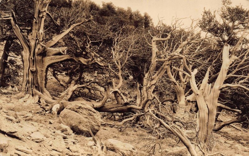 Real Photo Postcard Timber Line on Mt. Evans Highway, Colorado~116557