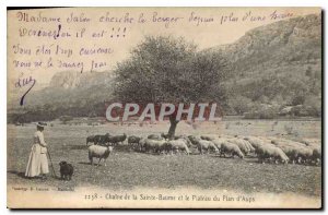 Old Postcard Chain of La Sainte Baume and the Plateau Plan Aups Sheep Female