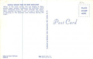 Maple Sugar Time in New England Maple Syrup Postcard