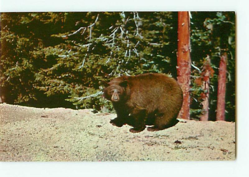 Vintage Postcard American Black Bear Brown in Color Yellowstone # 2471