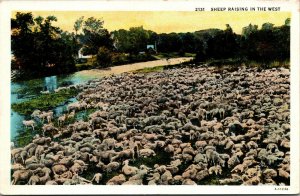 Vtg 1910s Flock of Sheep Raising in the West Farm Postcard