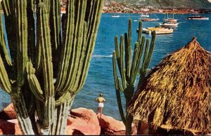 Mexico Acapulco Harbor Scene Thrugh Giant Cactus 1951