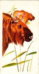 Brooke Bond Tea Trade Card Vanishing Wildlife No 13 Golden Takin