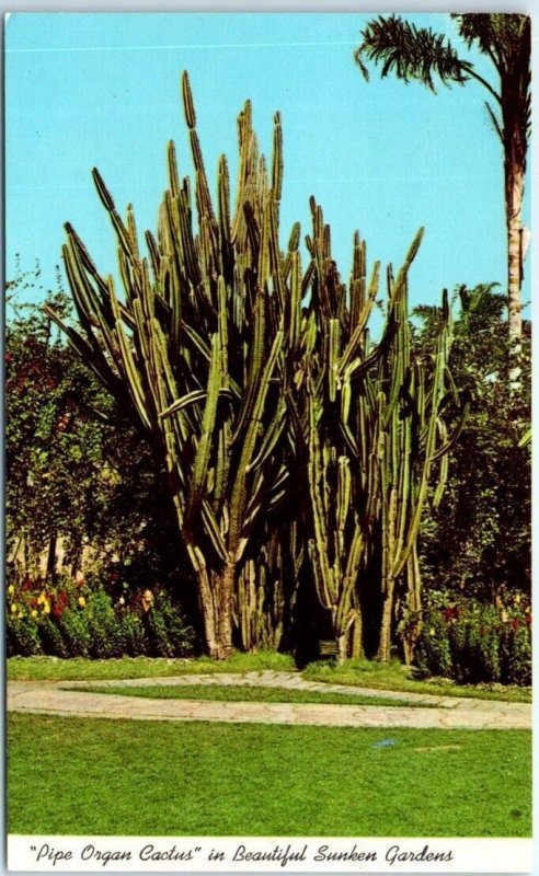 M-56442 Pipe Organ Cactus in beautiful Sunken Gardens St Petersburg Florida