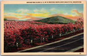 Springtime Along US40 Western Maryland's Beautiful Mountains Foresthill Postcard